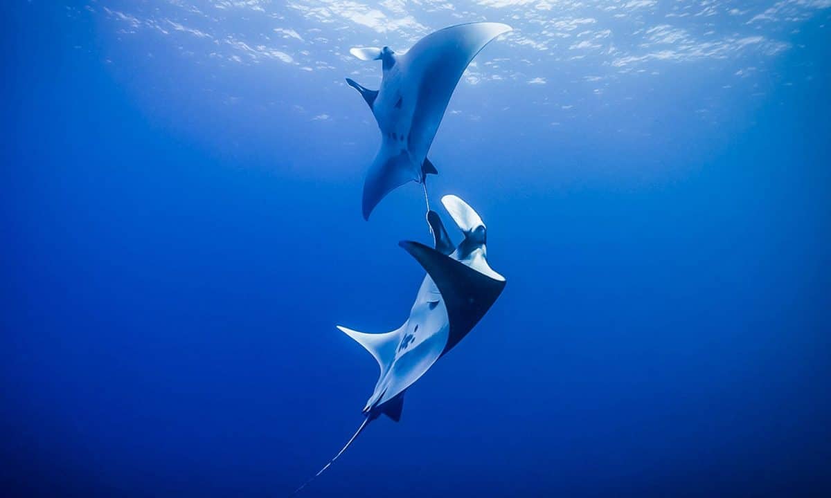 Manta Rays, Socorro Island