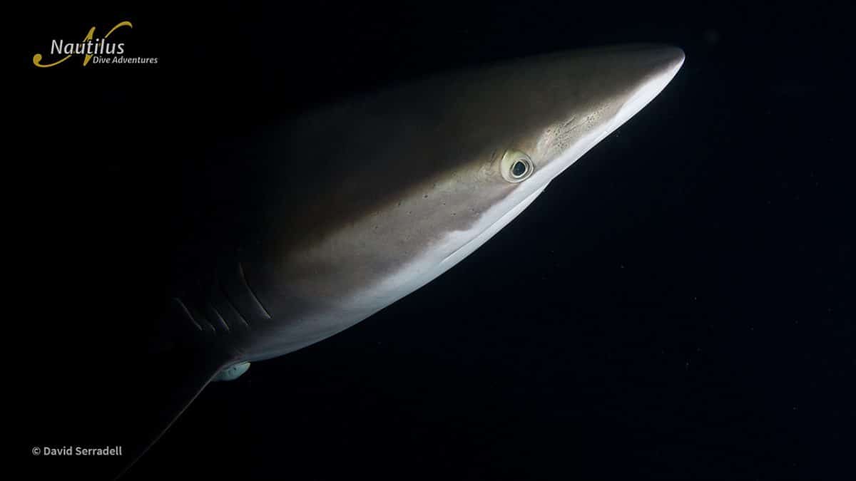 silky shark