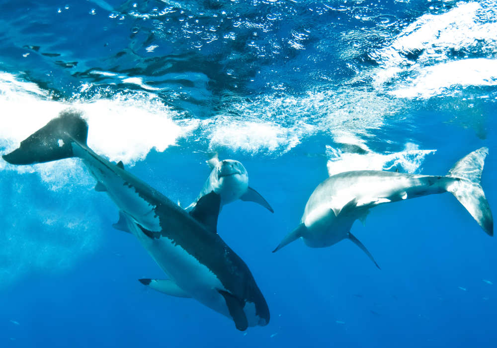 Three great white sharks © Brian Biondi 