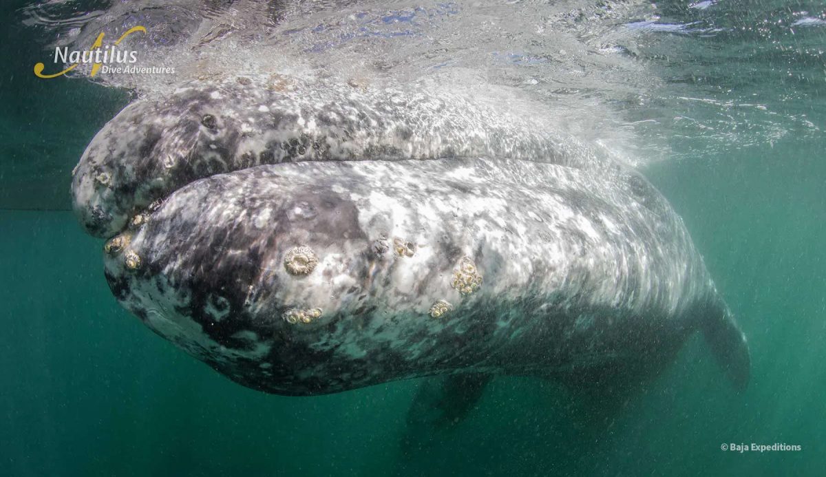Grey Whales Watching Tours, Sab Ignacio Lagoon