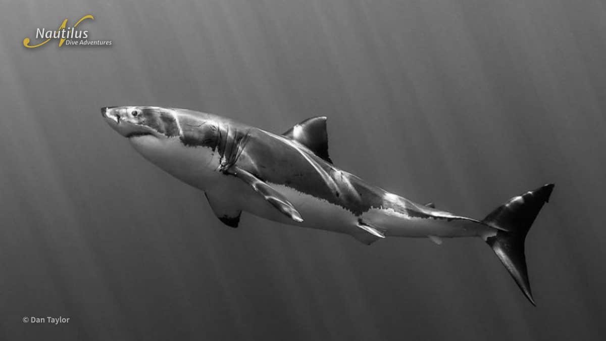 unique great white shark