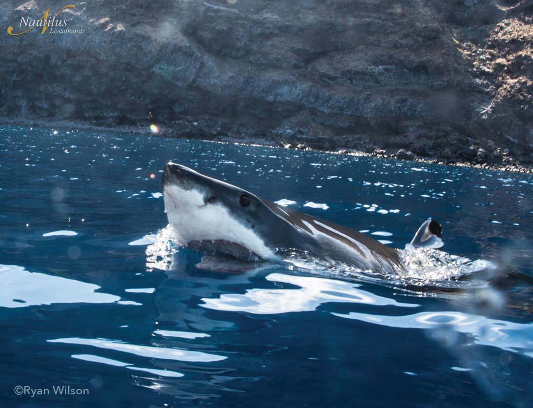 Great white shark tours, Guadalupe Island