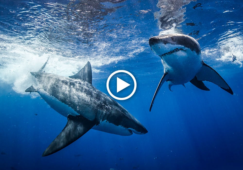 Guadalupe, Great White Sharks - © Scott Davis 