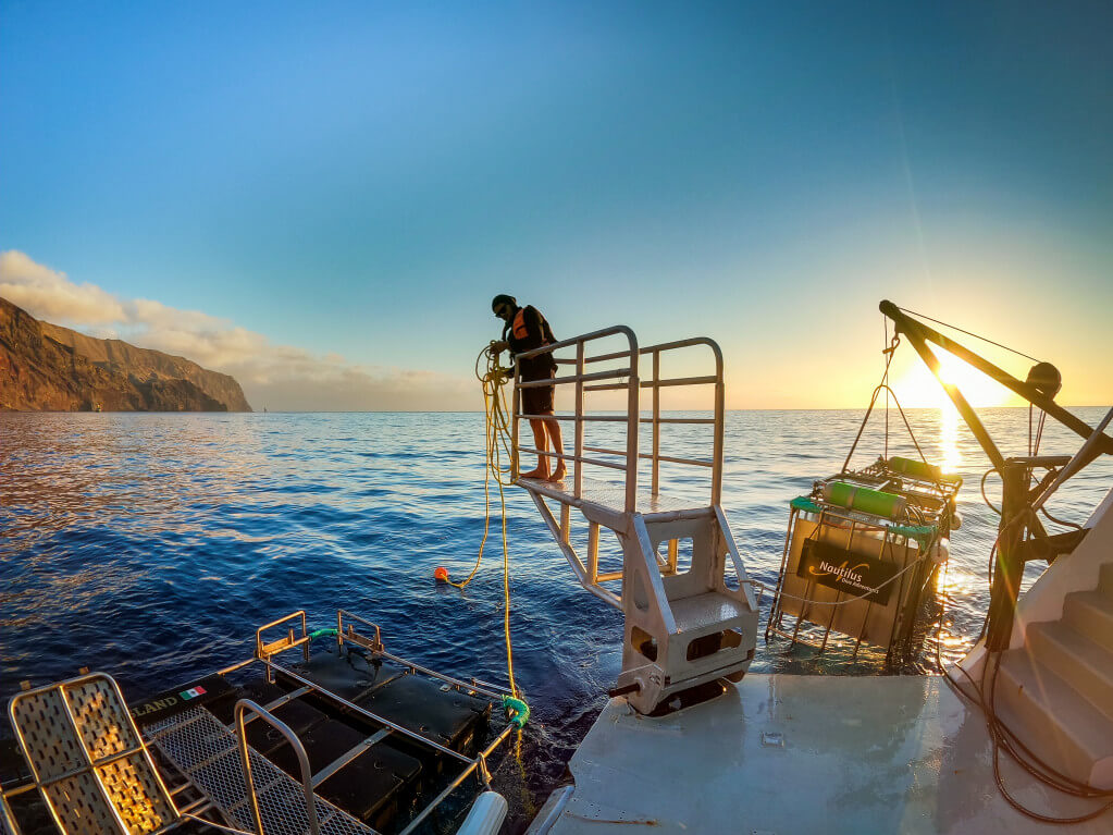 Whale Watching Tours