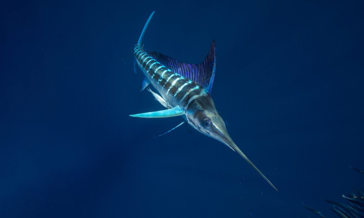 Striped Marlin