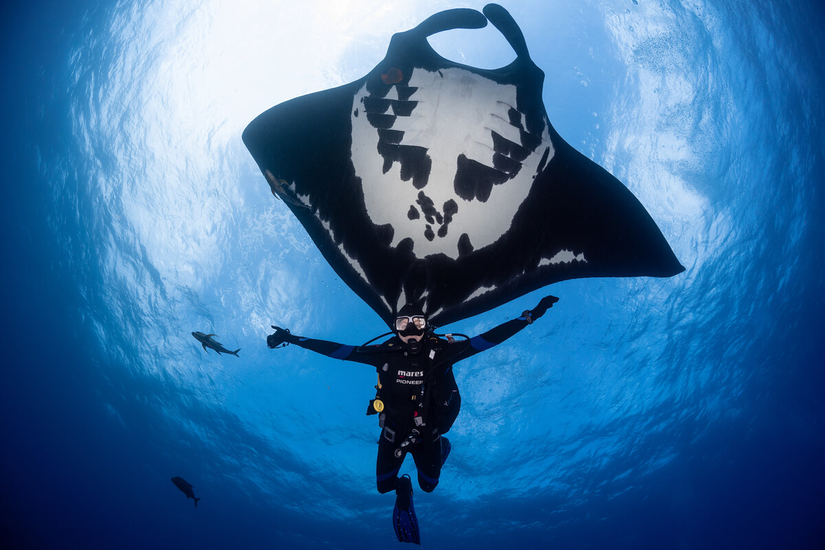 Giant Oceanic Manta Ray