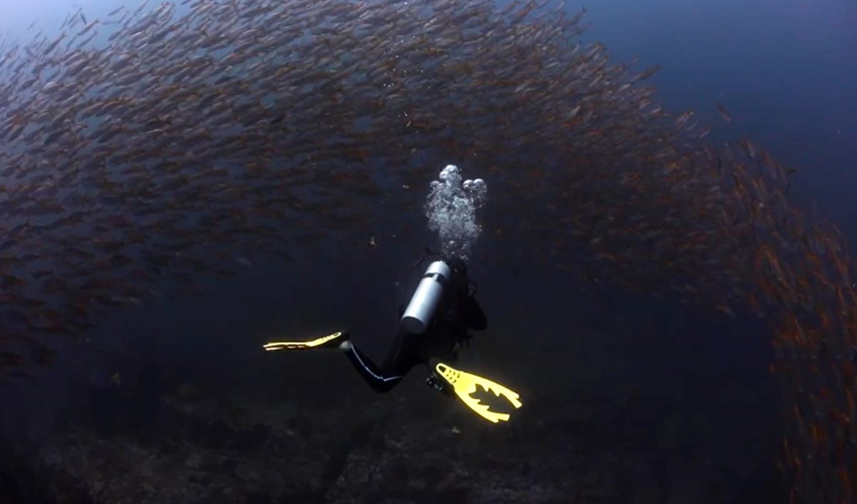 dive Gordo Banks, the best-darned dive site around Cabo San Lucas
