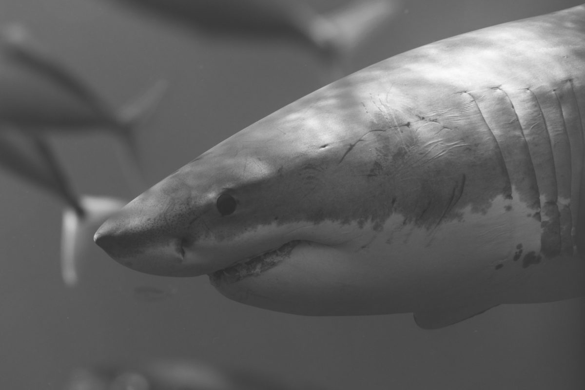 Great White Shark, Cage Diving Tours