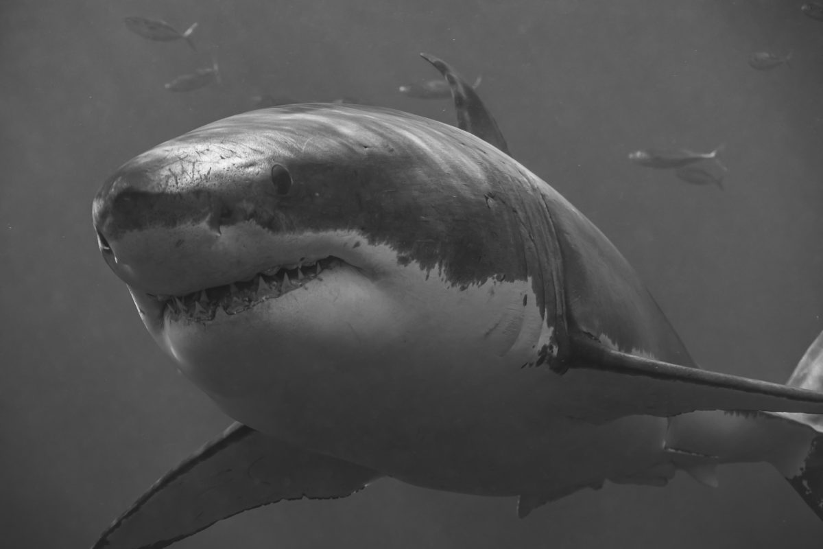 Guadalupe Great Whites