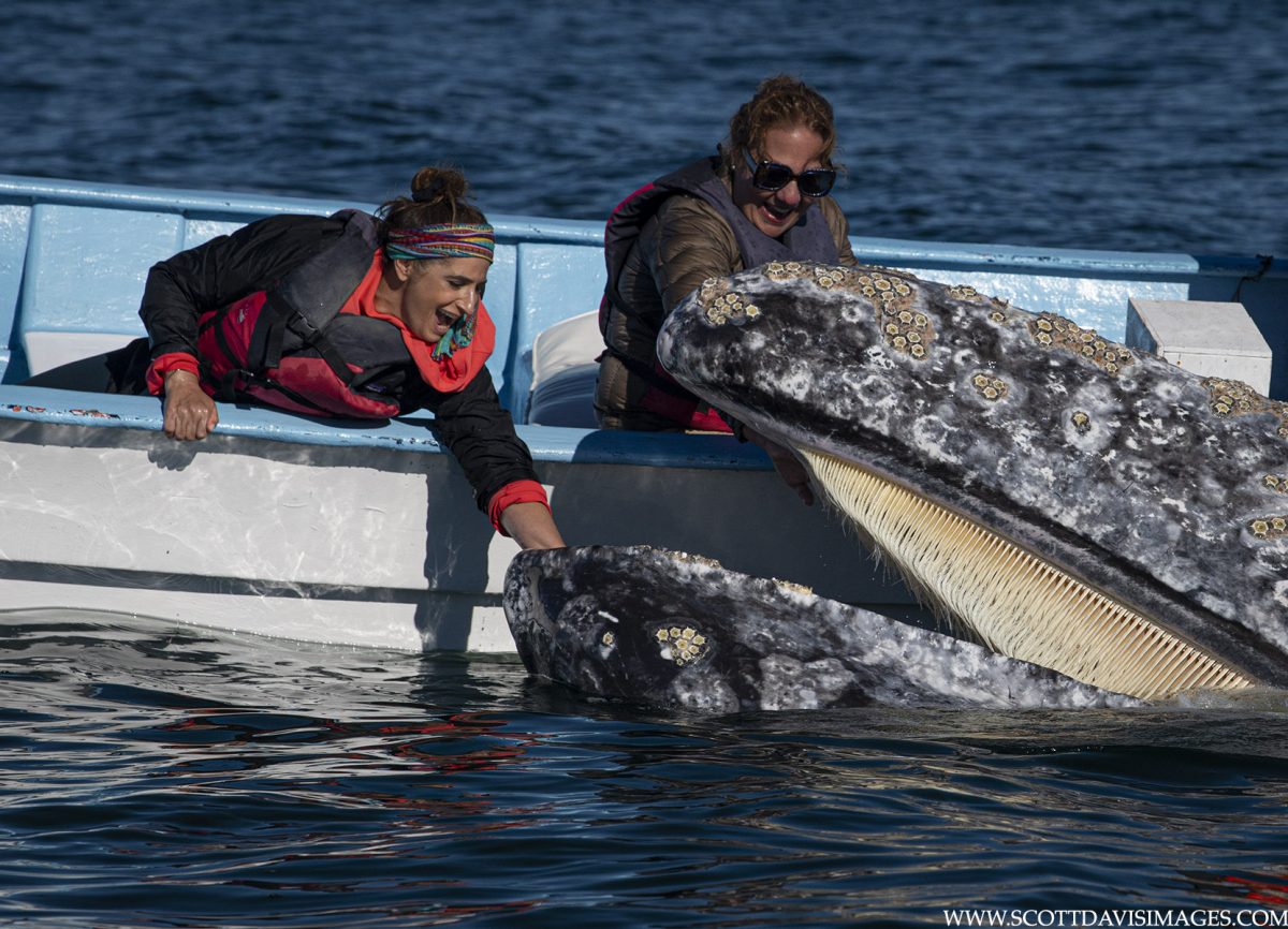 Pachico – the grandfather who tamed the gray whales of San Ignacio Lagoon