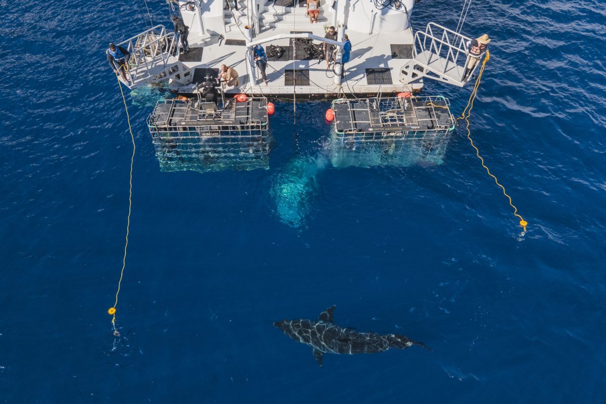 Great White Shark Drone Shot