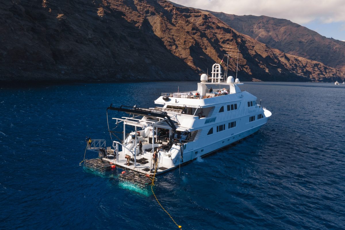 Nautilus Belle Amie