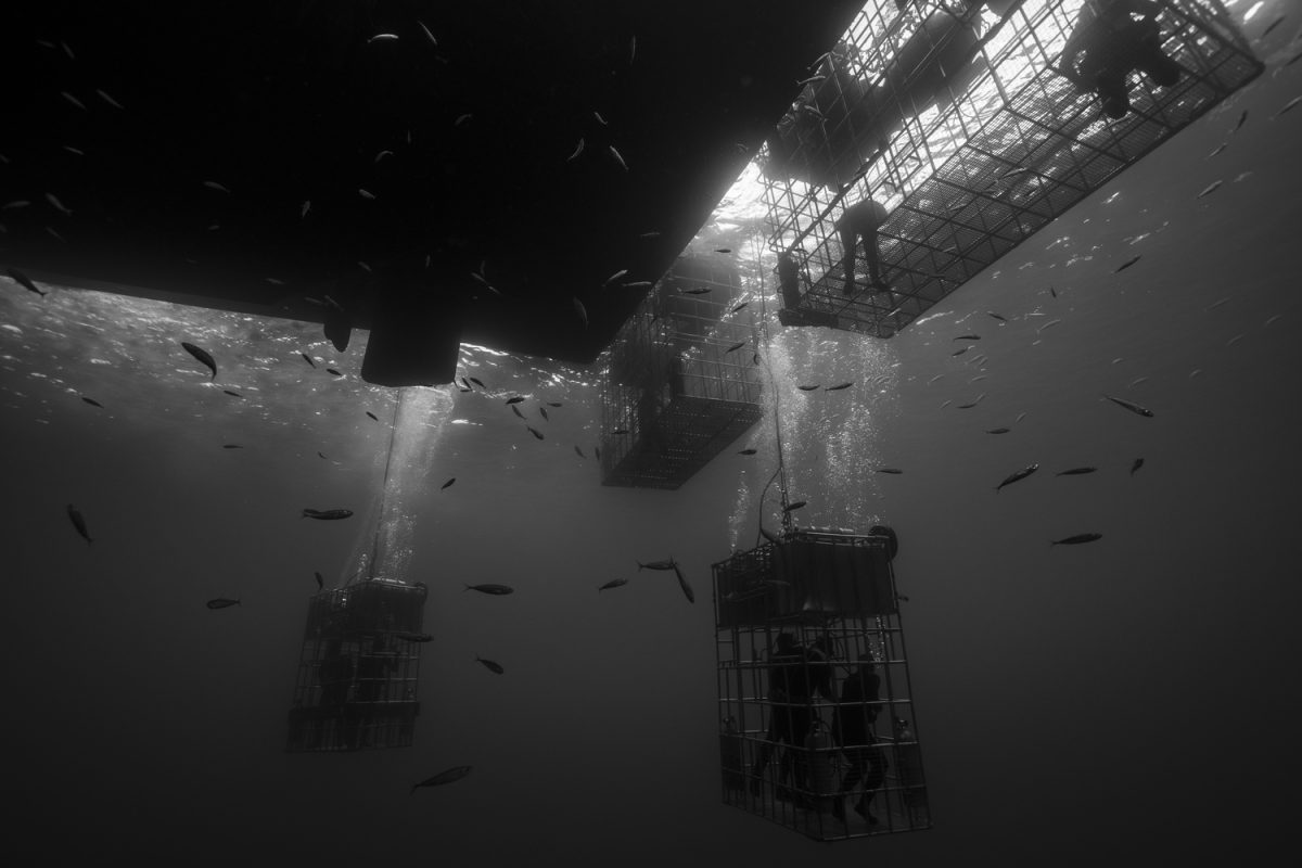 Cage diving Guadalupe