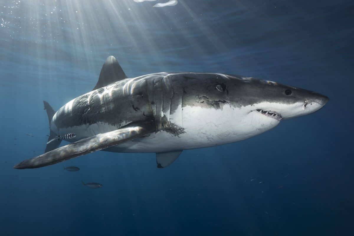 Can sharks be friendly?