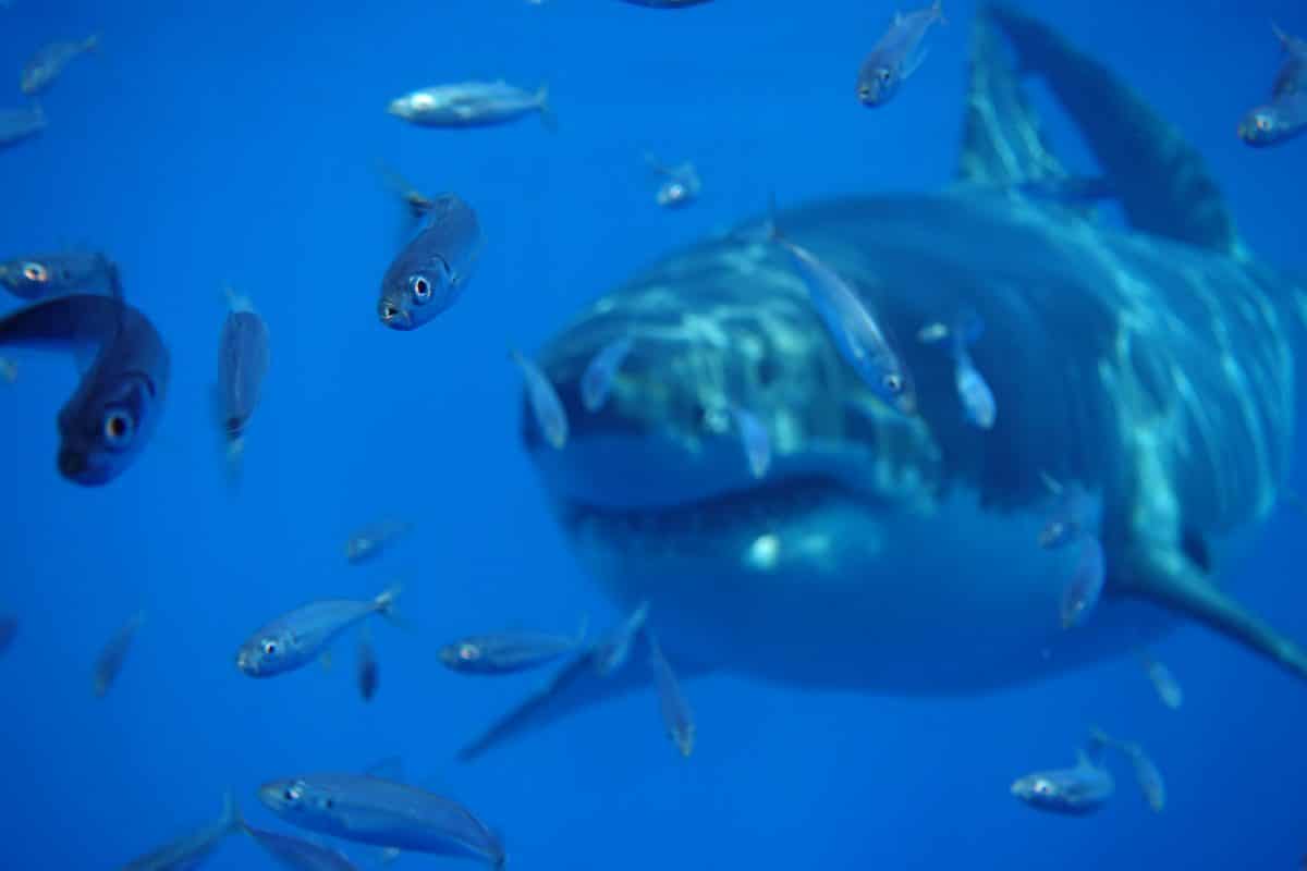 great white shark at Guadalupe