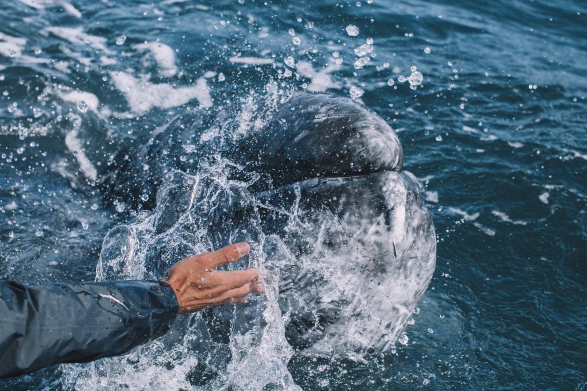 Petting gray whales in San Ignacio Lagoon. (Photo credit: Fernanda Narchi)