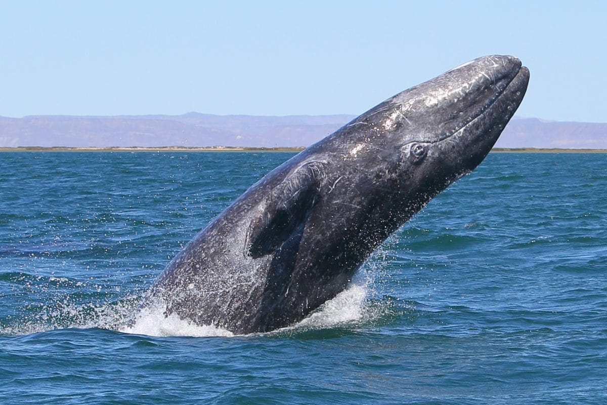 https://bajaexstag.wpengine.com/wp-content/uploads/2024/11/2024-11-Gray-Whale-LRG-1200x700.jpg.webp