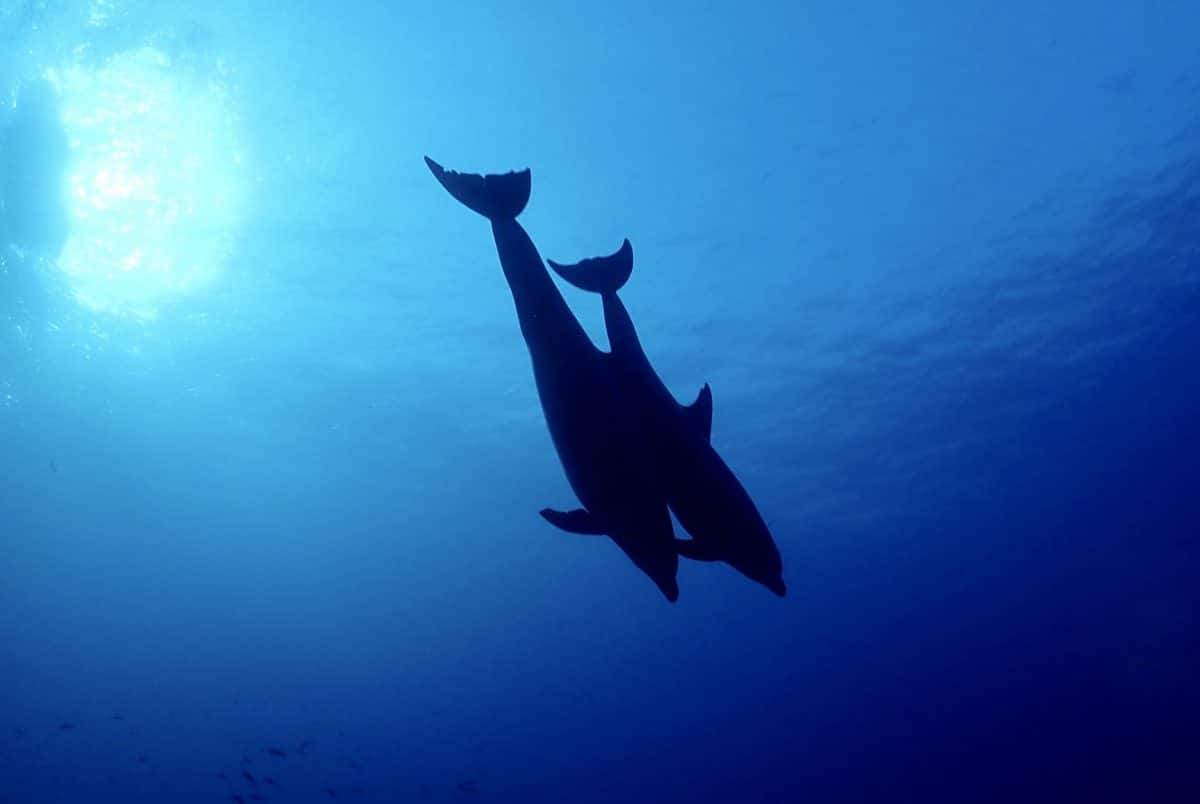 Dolphins in the Sea of Cortez