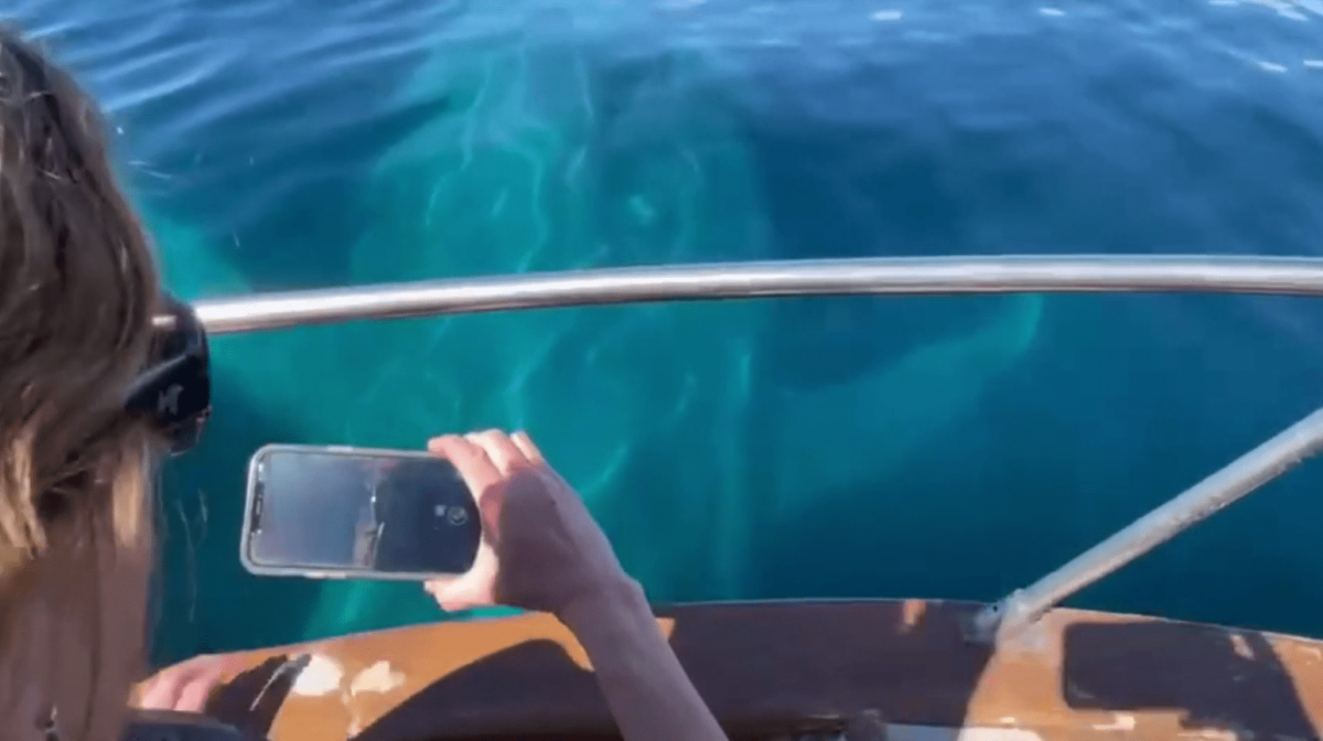 Blue Whales Watching Tours