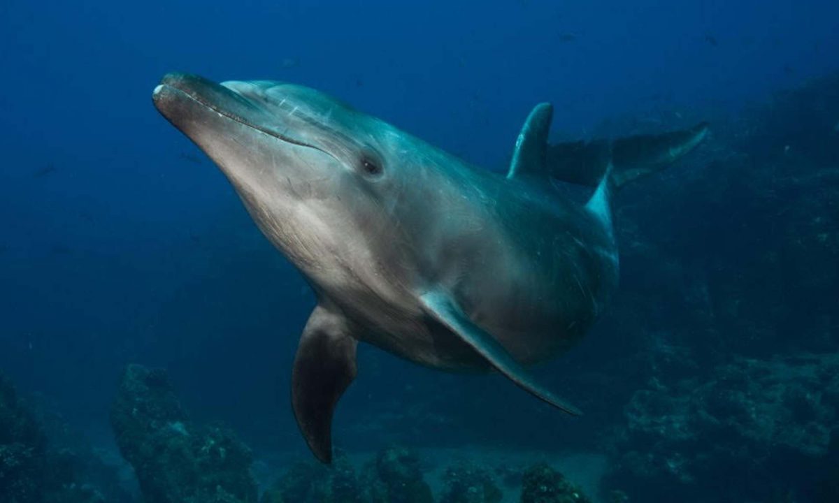 Scuba Diving with Dolphins