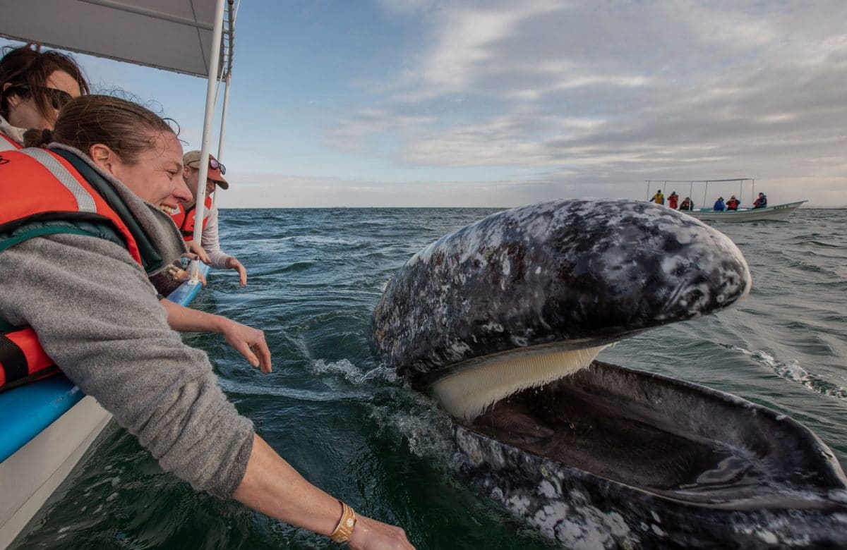 Gray Whales Watching, San Ignacio Lagoon