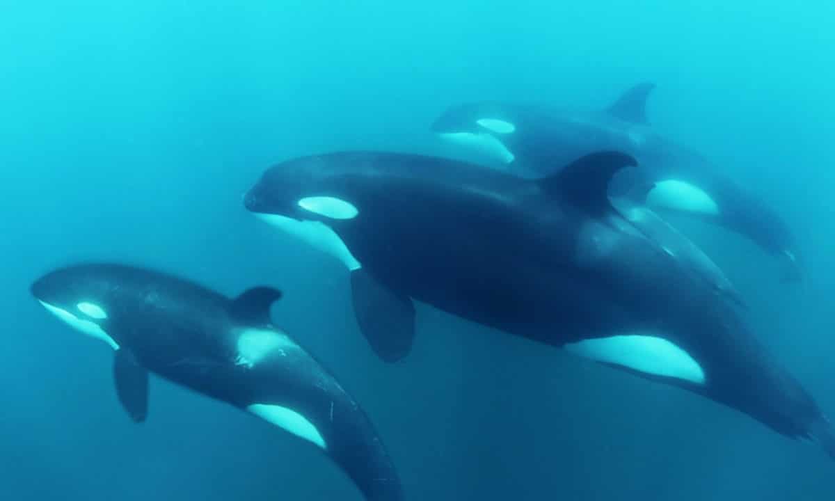 ORCAS: A once in a lifetime experience!