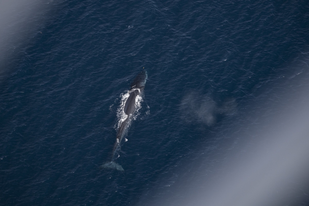 Whale Watching Tours: Fin whale