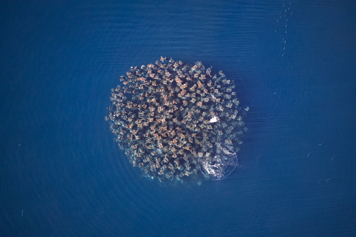 Mobula Rays