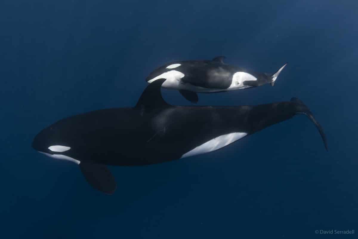 Whale Watching Tours - Orcas