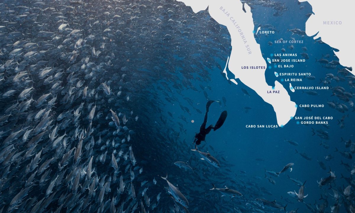 https://bajaexstag.wpengine.com/wp-content/uploads/2024/11/2024-11-Gray-Whale-LRG-1200x700.jpg.webp