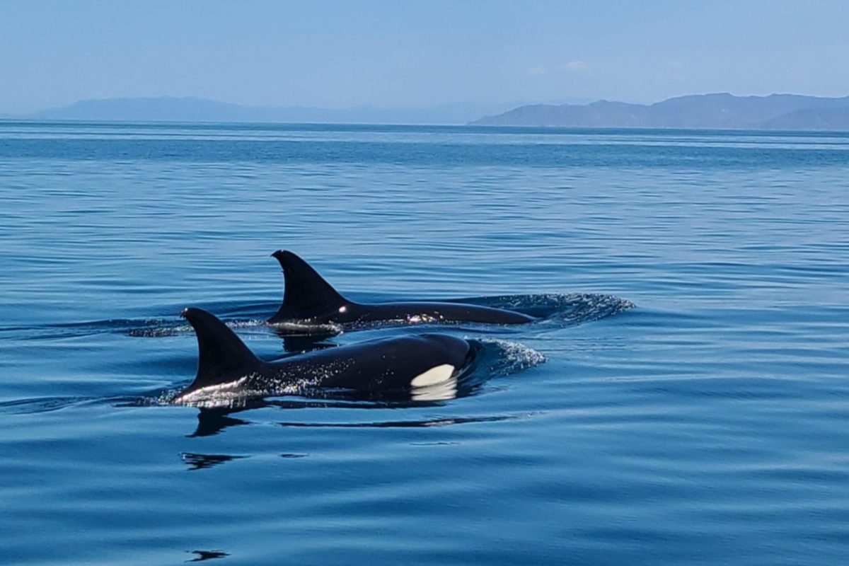 Orcas at the surface in the Sea of Cortez