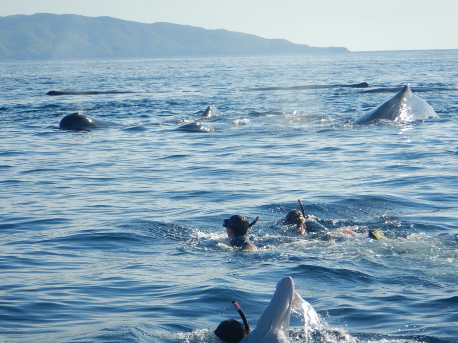 Snorkeling with Sperm Whales