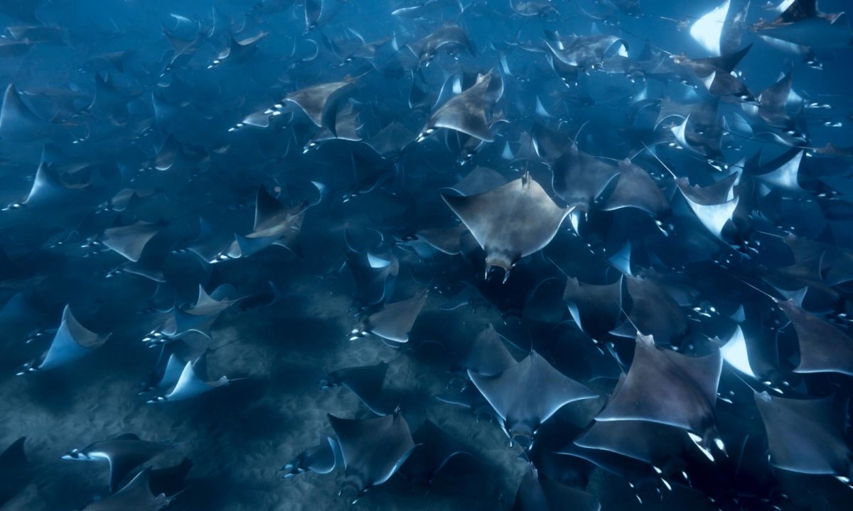 Sea of Cortez: Great Experience