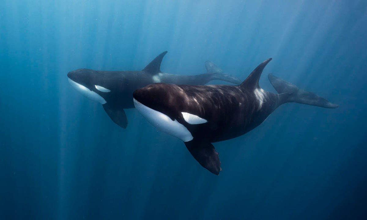Sea of Cortez Tours: Orcas