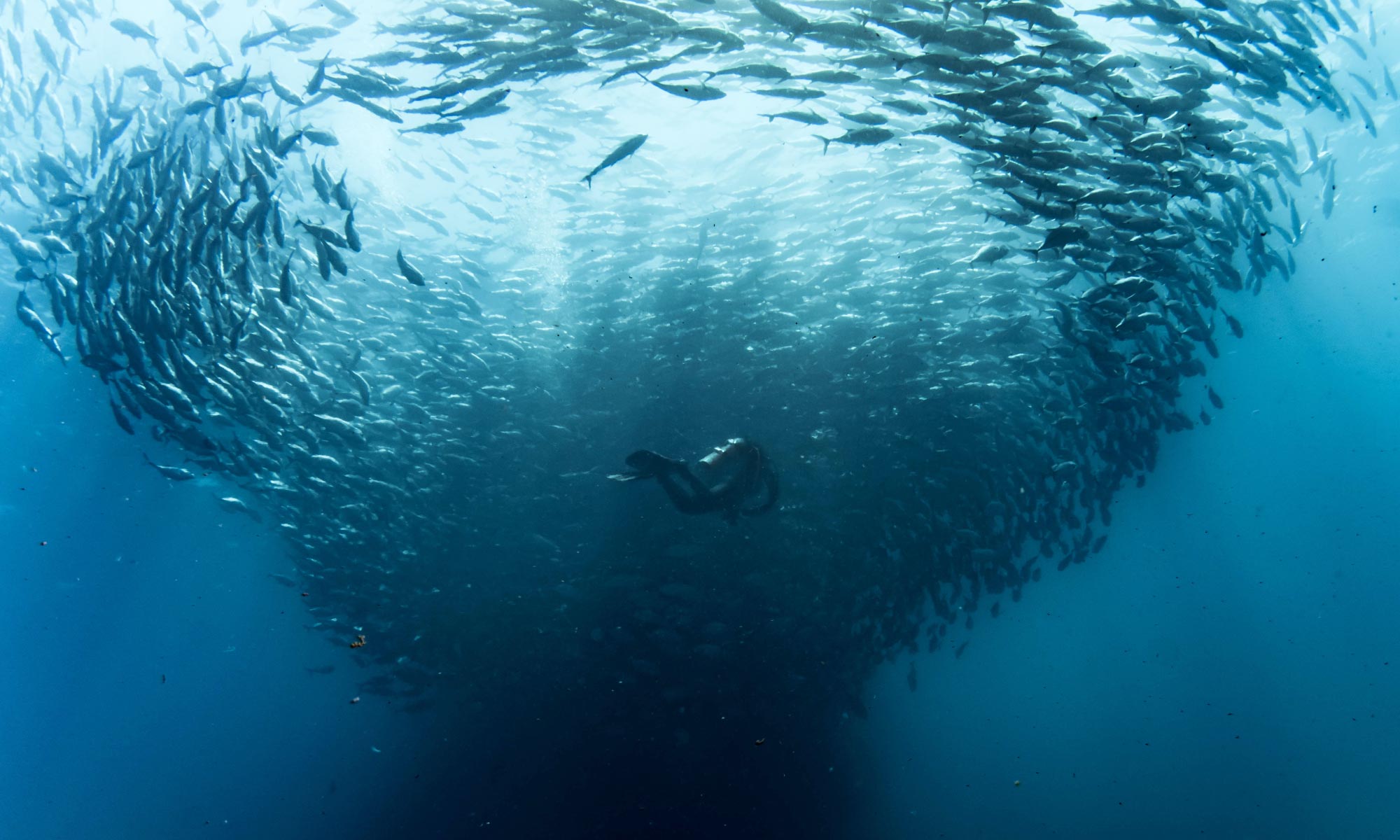 Immerse Yourself in the Sea of Cortez