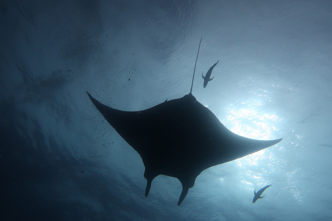 Giant Mantas