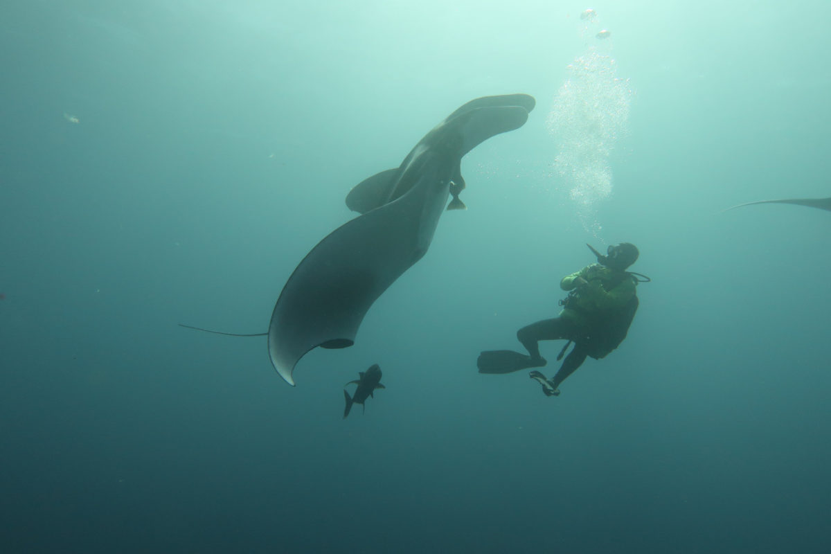 Giant Manta