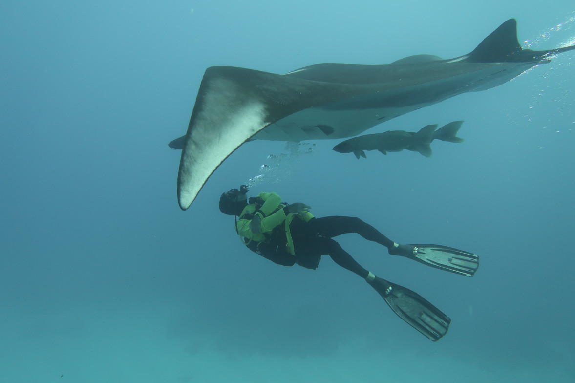 Giant Manta exceptionnal Behaviour