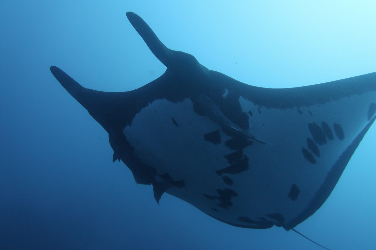 manta rays