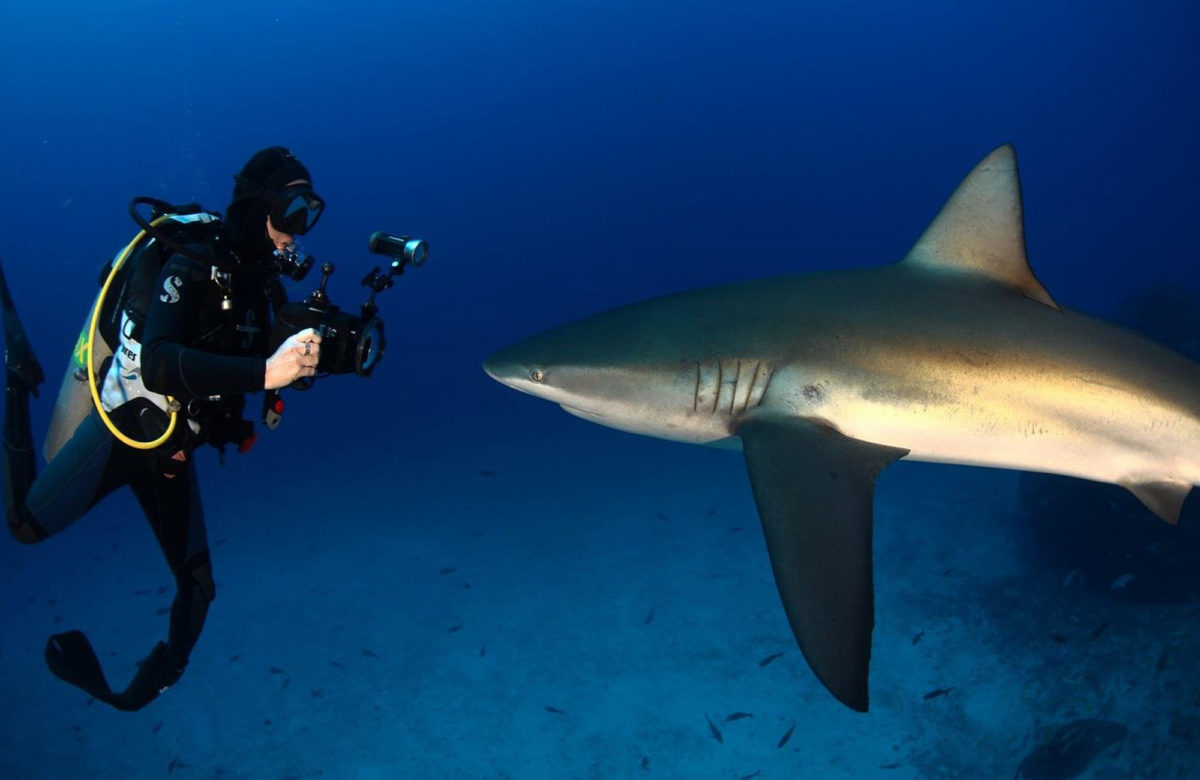 Galapagos Shark