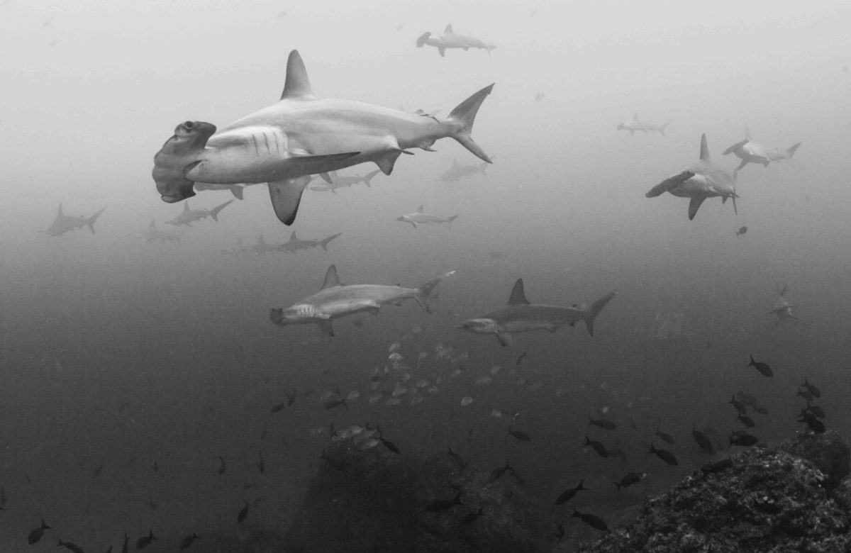 Hammerhead sharks