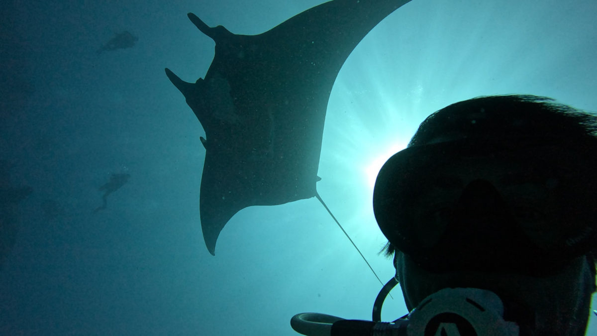 Manta rays