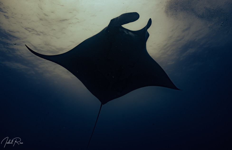 Socorro island liveaboard