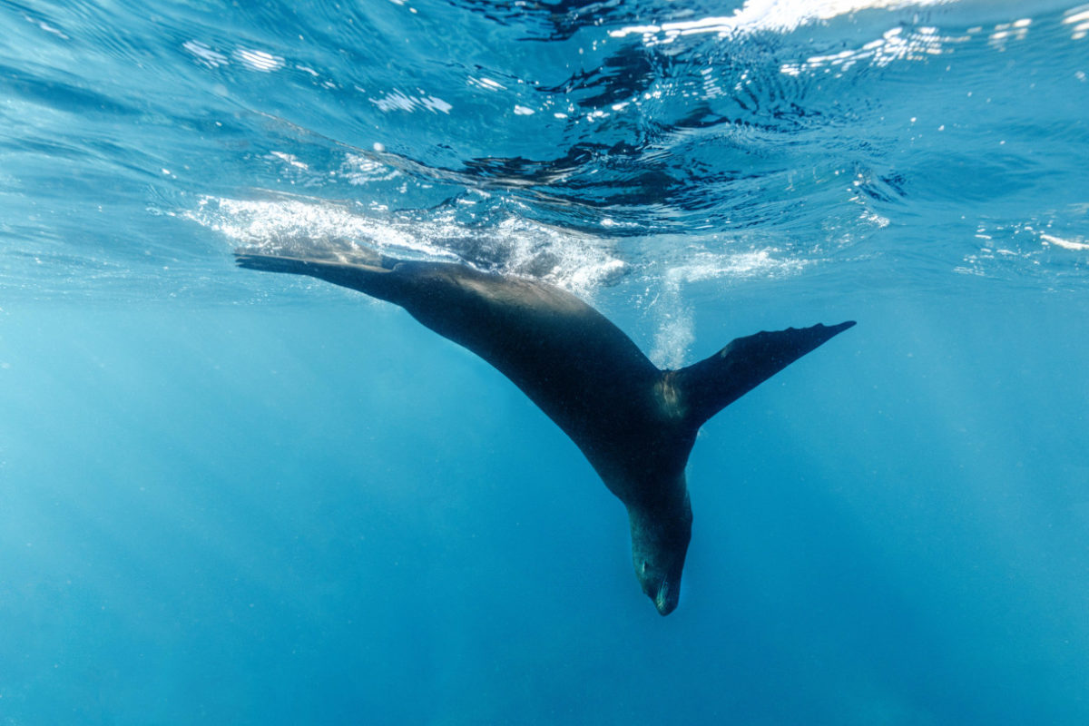 sea lion
