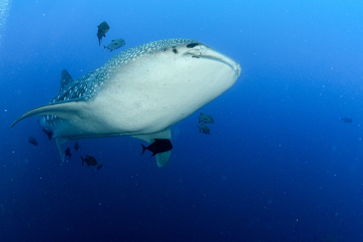 Whale Sharks