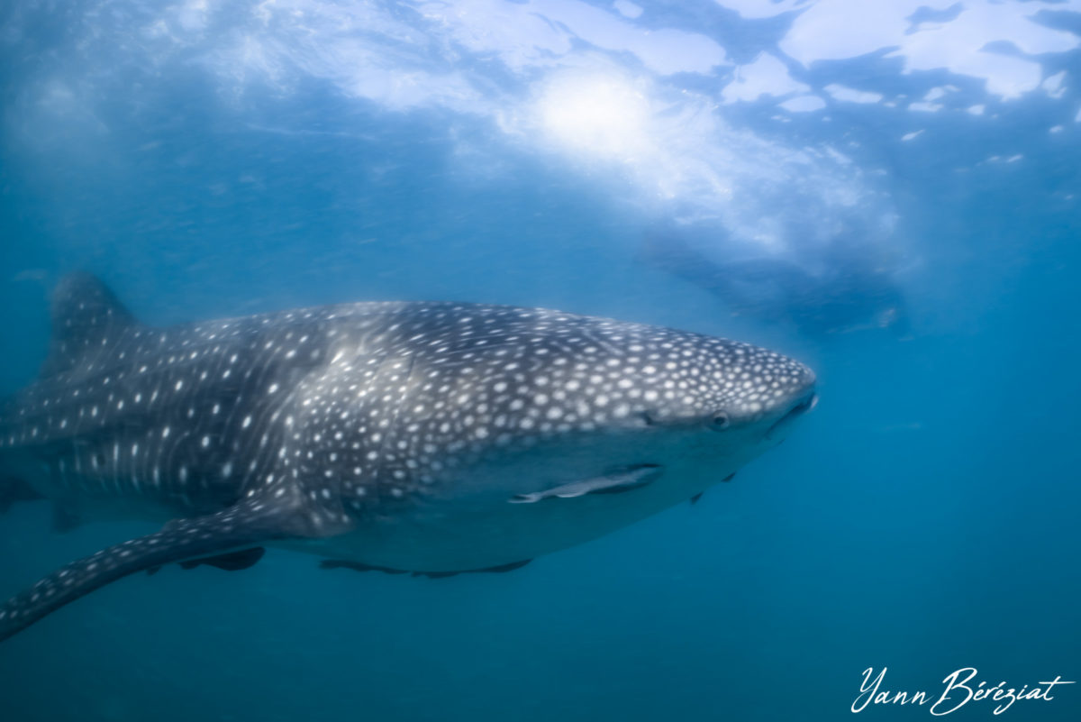 Whale Shark in the waters around the Socorro Islands