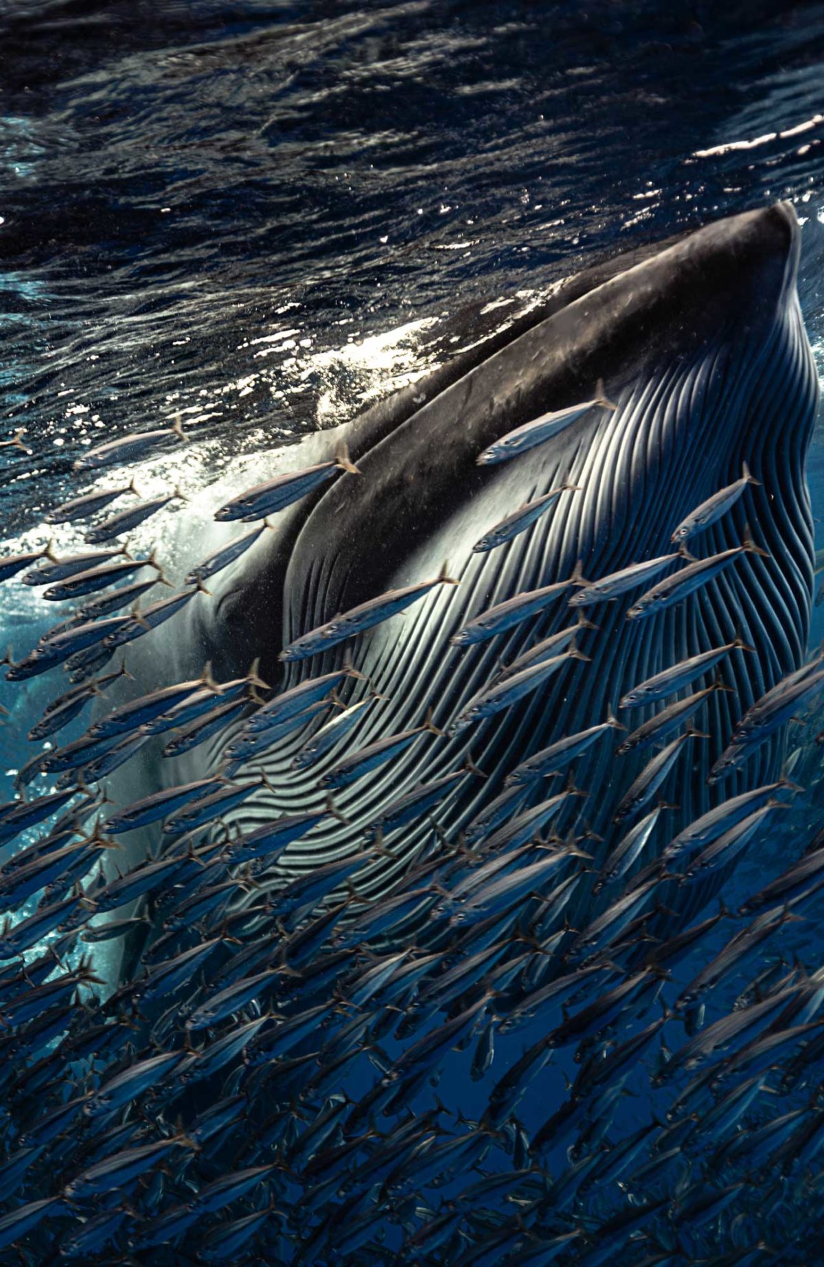 Mag-Bay-Brydes-Whale