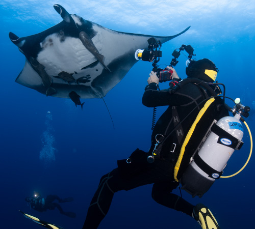 Best Time to Dive Socorro!