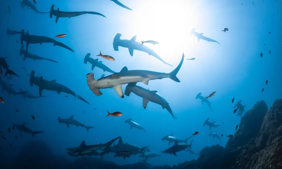Incredible last day of diving!