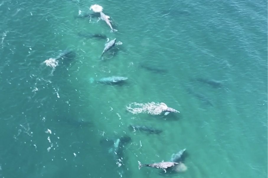 https://bajaexstag.wpengine.com/wp-content/uploads/2024/11/2024-11-Gray-Whale-LRG-1200x700.jpg.webp